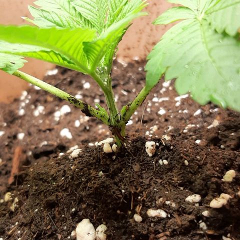 Think Tank growlog photo: Und wieder Erde Aufgefüllt