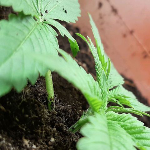 Think Tank growlog photo: Und wieder Erde Aufgefüllt