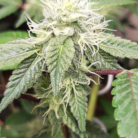 Mehrere Oreoz Pflanzen und Zyklen  growlog timeline photo