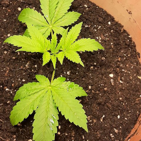 Think Tank growlog timeline photo