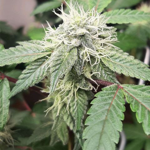 Mehrere Oreoz Pflanzen und Zyklen  growlog timeline photo