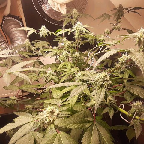 Mehrere Oreoz Pflanzen und Zyklen  growlog timeline photo