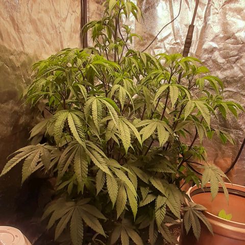 Mehrere Oreoz Pflanzen und Zyklen  growlog timeline photo