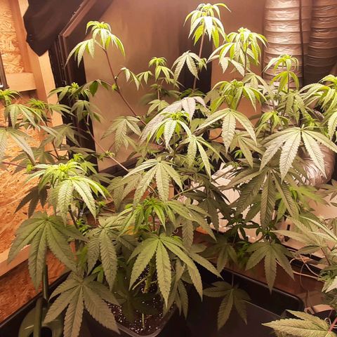 Mehrere Oreoz Pflanzen und Zyklen  growlog timeline photo