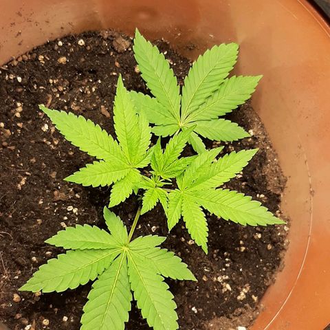 Think Tank growlog photo: Wieder etwas Erde Aufgehäuft, morgen wird zum zweiten mal dann aufgefüllt wieder.