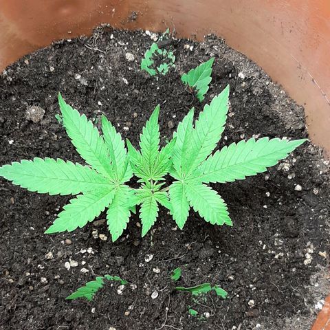 Think Tank growlog photo: Wieder etwas Erde Aufgehäuft, morgen wird zum zweiten mal dann aufgefüllt wieder.