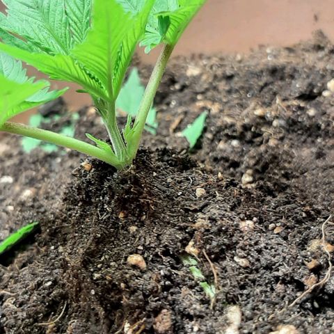 Think Tank growlog photo: Wieder etwas Erde Aufgehäuft, morgen wird zum zweiten mal dann aufgefüllt wieder.