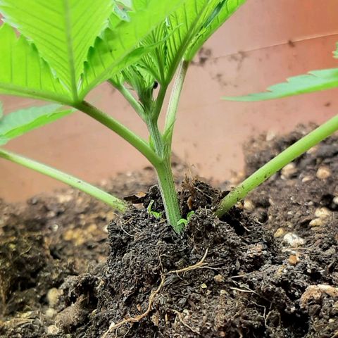 Think Tank growlog photo: Wieder etwas Erde Aufgehäuft, morgen wird zum zweiten mal dann aufgefüllt wieder.