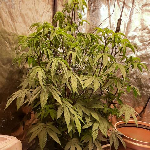 Mehrere Oreoz Pflanzen und Zyklen  growlog photo: Obwohl ich hauptsächlich nur oberflächlich etwa 300 - 500ml Wasser gespritzt habe und nur alle paar Tage mal eine 5l Kanne auf 3 verteilt habe scheint sie entweder etwas zu viel Wasser zu haben oder der dünger ist noch etwas zu viel gewesen wobei sämtliche Spitzen noch sind wie vorher daher tippe ich auf zu viel Wasser. 