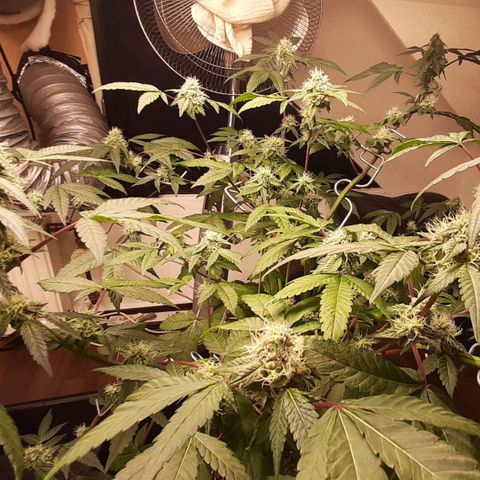 Mehrere Oreoz Pflanzen und Zyklen  growlog photo: Sie macht sich langsam 