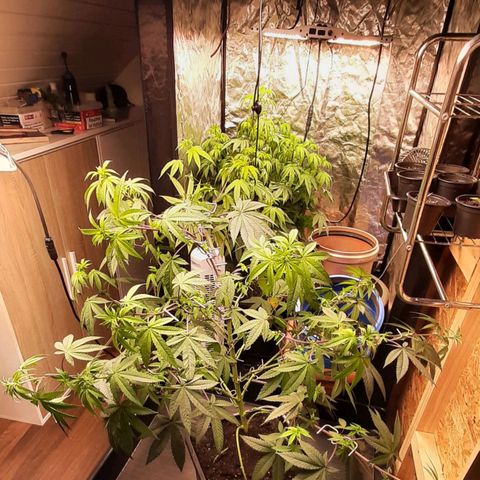 Mehrere Oreoz Pflanzen und Zyklen  growlog photo: Och nööö, das mit der Erde für die Wurzeln lasse ich aus Statischen Gründen lieber sein, ich glaube der Fette 120L Topf für die Think Tank ist etwas zu schwer, dieses Zimmer ist ohne hin völlig überfüllt, als ich grade mein zweites 30L Fass mit Erde zur Vorbereitung auf den Boden gestellt habe hat es nicht grade Wenig geknackt (Holzhaus) ich versuche lieber etwas Gewicht zu sparen und Räume mal lieber etwas aus 😅🙈