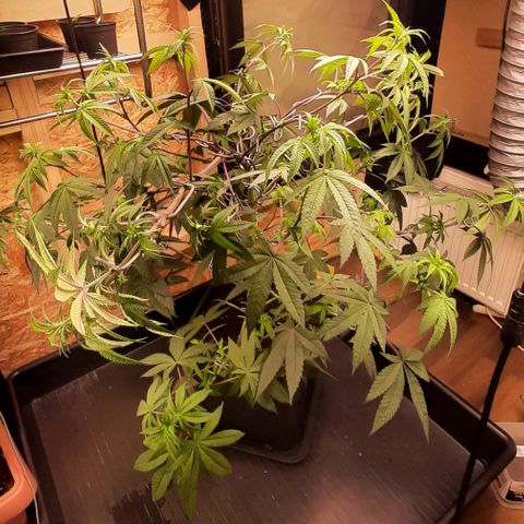 Mehrere Oreoz Pflanzen und Zyklen  growlog photo: Ich habe die gute aufgrund ihrer höhe nochmal mit Astharken gestreckt anstatt unten Erde aufzufüllen. 