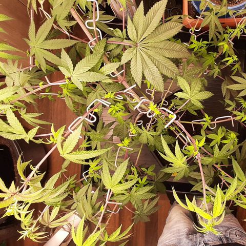 Mehrere Oreoz Pflanzen und Zyklen  growlog photo: Ich habe die gute aufgrund ihrer höhe nochmal mit Astharken gestreckt anstatt unten Erde aufzufüllen. 