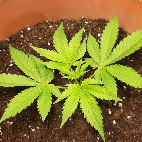 Think Tank growlog photo: Erde wieder aufgefüllt.