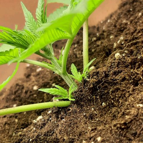 Think Tank growlog photo: Erde wieder aufgefüllt.