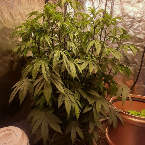 Mehrere Oreoz Pflanzen und Zyklen  growlog timeline photo