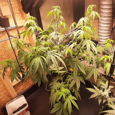 Mehrere Oreoz Pflanzen und Zyklen  growlog timeline photo