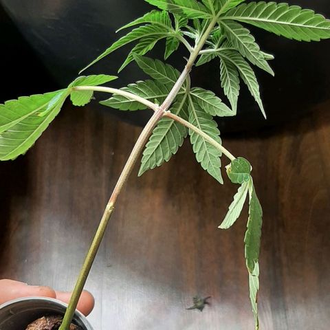 Mehrere Oreoz Pflanzen und Zyklen  growlog photo: Der Steckling fängt an zu Wurzeln, morgen setze ich ihn in den ersten kleinen Topf.