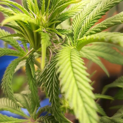 Mehrere Oreoz Pflanzen und Zyklen  growlog photo: Und die zweite geht jetzt auch langsam in die vor Blüte, die dritte lasse ich jetzt noch 2 bis 3 Wochen im Wachstum.