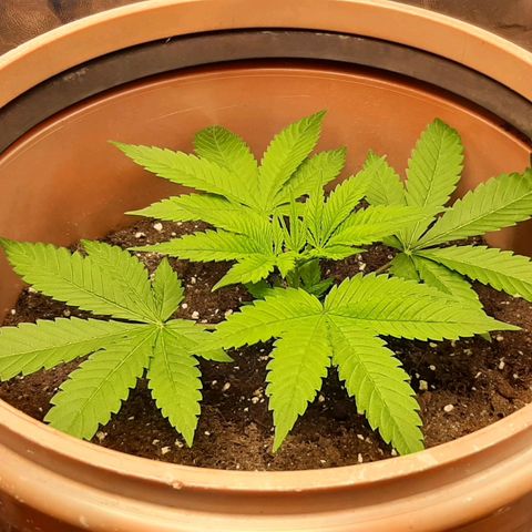 Think Tank growlog photo: Da dies jetzt die letzte schicht Erde war habe ich nochmal etwa 3l Erde mit Mykorrhiza und Trichosan Sporen angereichert und oben verteilt, darüber habe ich nochmal etwa 2l alte Erde verteilt, nun lasse ich die Triebe etwas wachsen und schließe den Haufen zum letzten mal zur Pflanze hin, hier jetzt allerdings erst wenn die unteren Triebe über der Erde sind. 