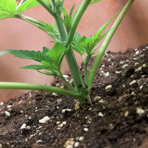 Think Tank growlog photo: Da dies jetzt die letzte schicht Erde war habe ich nochmal etwa 3l Erde mit Mykorrhiza und Trichosan Sporen angereichert und oben verteilt, darüber habe ich nochmal etwa 2l alte Erde verteilt, nun lasse ich die Triebe etwas wachsen und schließe den Haufen zum letzten mal zur Pflanze hin, hier jetzt allerdings erst wenn die unteren Triebe über der Erde sind. 