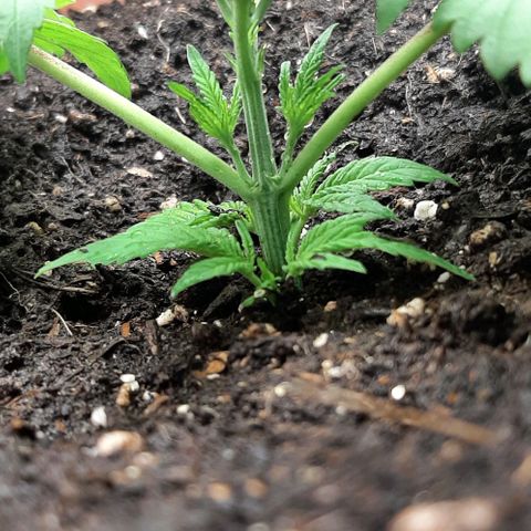 Think Tank growlog photo: Da dies jetzt die letzte schicht Erde war habe ich nochmal etwa 3l Erde mit Mykorrhiza und Trichosan Sporen angereichert und oben verteilt, darüber habe ich nochmal etwa 2l alte Erde verteilt, nun lasse ich die Triebe etwas wachsen und schließe den Haufen zum letzten mal zur Pflanze hin, hier jetzt allerdings erst wenn die unteren Triebe über der Erde sind. 