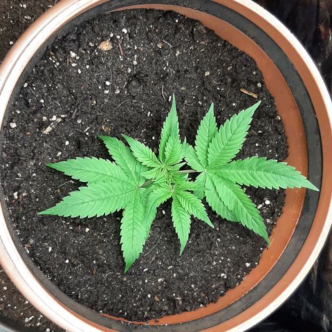 Think Tank growlog photo: Da dies jetzt die letzte schicht Erde war habe ich nochmal etwa 3l Erde mit Mykorrhiza und Trichosan Sporen angereichert und oben verteilt, darüber habe ich nochmal etwa 2l alte Erde verteilt, nun lasse ich die Triebe etwas wachsen und schließe den Haufen zum letzten mal zur Pflanze hin, hier jetzt allerdings erst wenn die unteren Triebe über der Erde sind. 