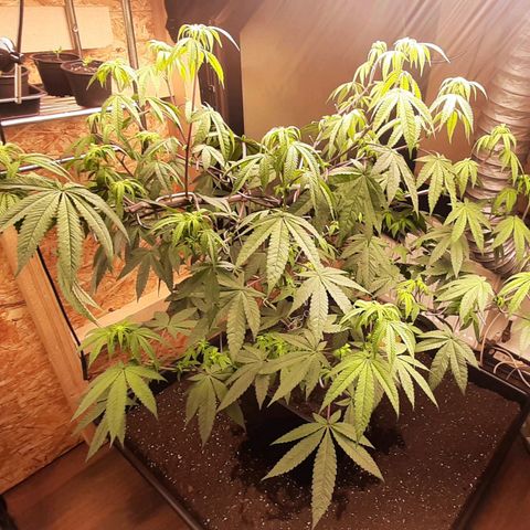 Mehrere Oreoz Pflanzen und Zyklen  growlog timeline photo