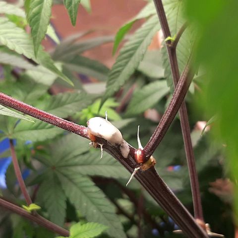 Mehrere Oreoz Pflanzen und Zyklen  growlog timeline photo