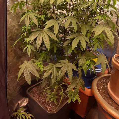 Mehrere Oreoz Pflanzen und Zyklen  growlog timeline photo