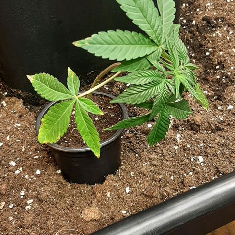 Mehrere Oreoz Pflanzen und Zyklen  growlog timeline photo