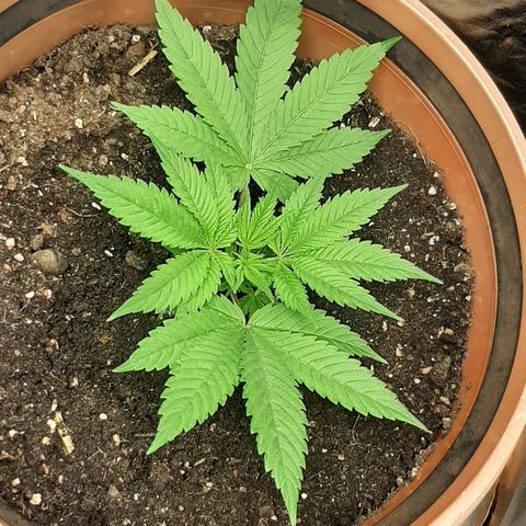 Think Tank growlog timeline photo