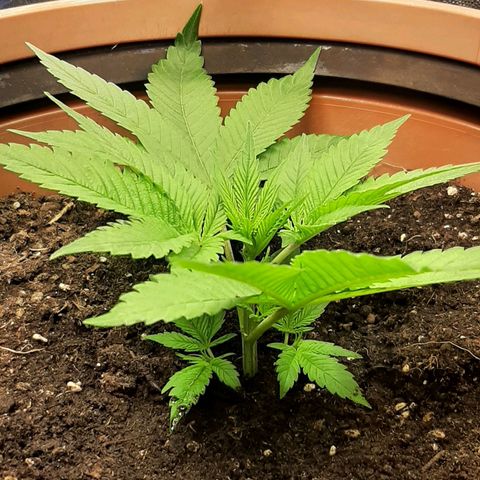 Think Tank growlog timeline photo