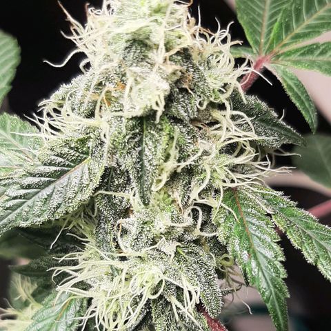 Mehrere Oreoz Pflanzen und Zyklen  growlog timeline photo