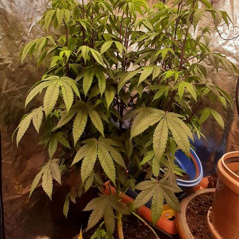 Mehrere Oreoz Pflanzen und Zyklen  growlog timeline photo