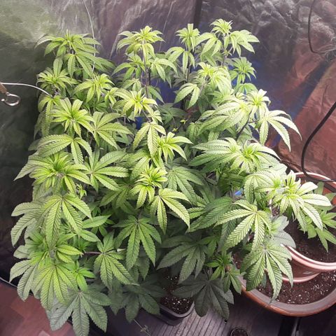 Mehrere Oreoz Pflanzen und Zyklen  growlog timeline photo