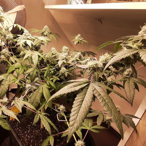 Mehrere Oreoz Pflanzen und Zyklen  growlog timeline photo