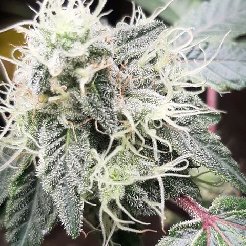 Mehrere Oreoz Pflanzen und Zyklen  growlog timeline photo