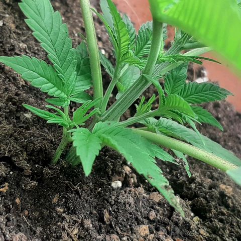 Think Tank growlog timeline photo