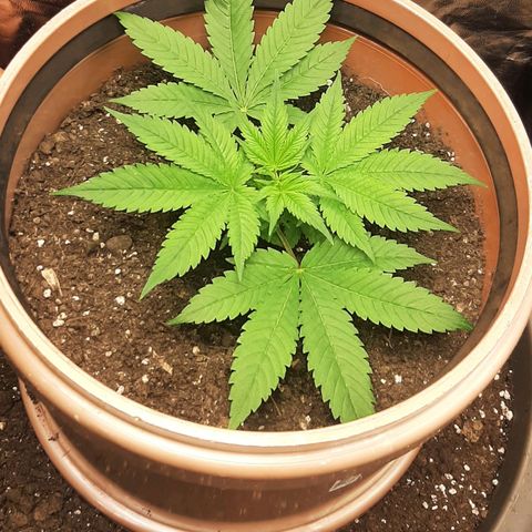 Think Tank growlog timeline photo