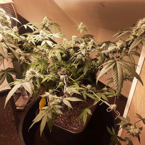 Mehrere Oreoz Pflanzen und Zyklen  growlog timeline photo