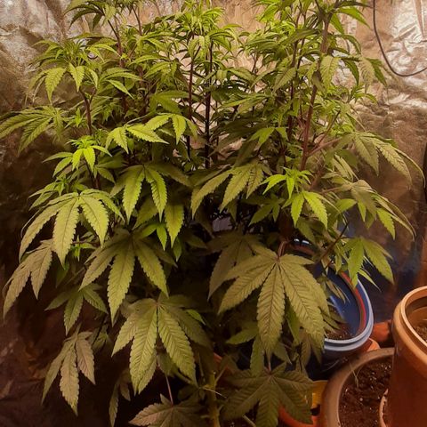 Mehrere Oreoz Pflanzen und Zyklen  growlog timeline photo