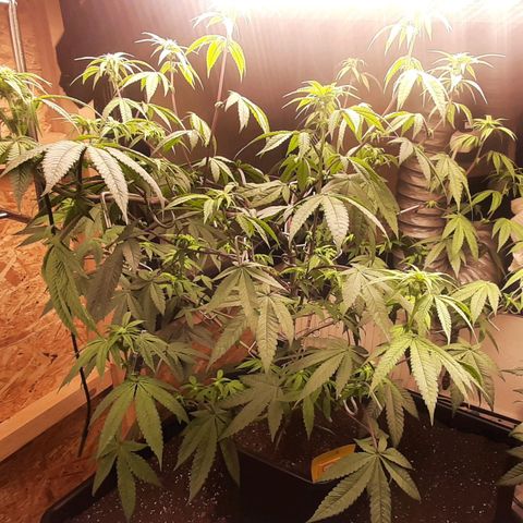 Mehrere Oreoz Pflanzen und Zyklen  growlog timeline photo