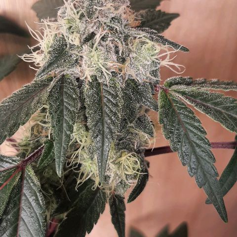 Mehrere Oreoz Pflanzen und Zyklen  growlog timeline photo