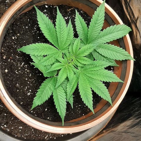 Think Tank growlog timeline photo