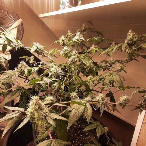 Mehrere Oreoz Pflanzen und Zyklen  growlog timeline photo