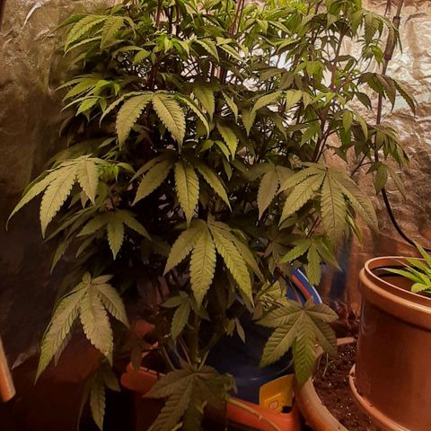 Mehrere Oreoz Pflanzen und Zyklen  growlog timeline photo