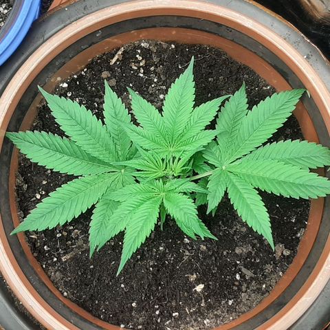 Think Tank growlog timeline photo