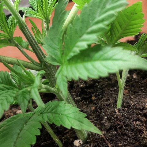 Think Tank growlog timeline photo