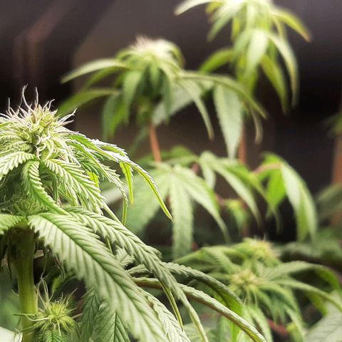 Mehrere Oreoz Pflanzen und Zyklen  growlog timeline photo